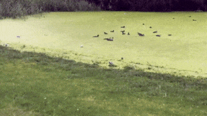ezgif.com-fd70883191.gif