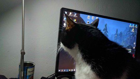 Chico - HUAWEI Nexus 6P Google Camera ohne Blitz 1.jpg