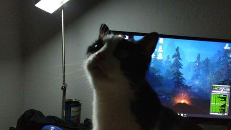 Chico - OnePlus 3t OpenCamera ohne Blitz.jpg