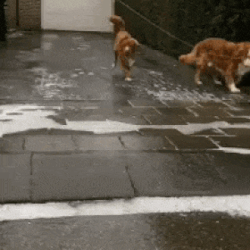 ezgif.com-68f48ff075.gif
