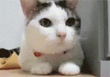 1a99d2be40.gif