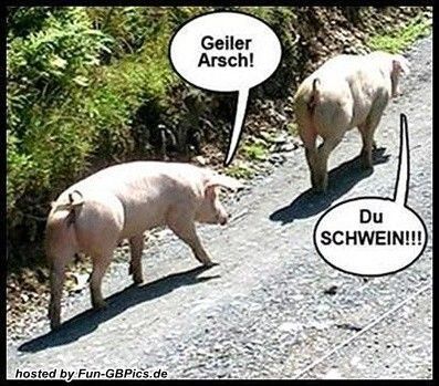 lustige_tierbilder_gb_facebook_20.jpg