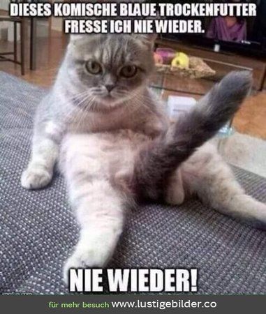 Kostenlos-lustige-bilder-herunterladen-4.jpg