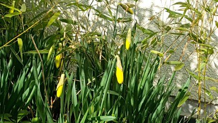 IMG-20170312-WA0001.jpg