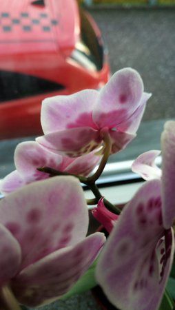 IMG_20170323_181929.jpg