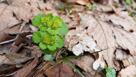 IMG-20170324-WA0002-01.jpeg