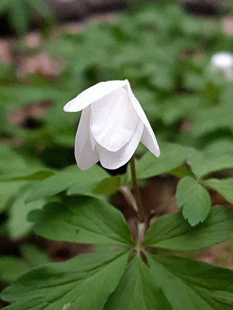 IMG-20170403-WA0005-01.jpeg