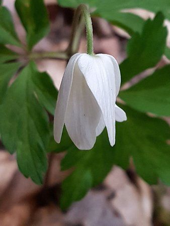 IMG-20170403-WA0010-01.jpeg