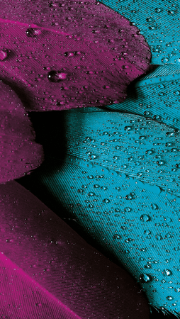 plumage-mobile-wallpaper.png
