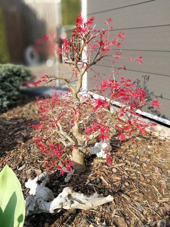 IMG_20170409_165337.jpg