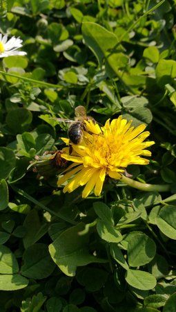 IMG_20170408_172653.jpg
