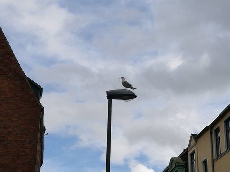 IMG_20170416_161514.jpg