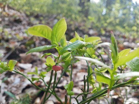 IMG-20170421-WA0007-01.jpeg