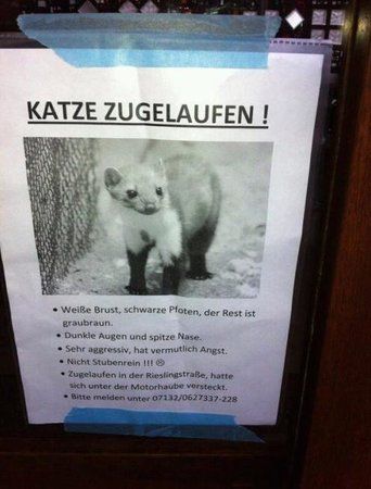 Katze zugelaufen-747046.jpg