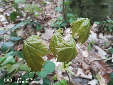 IMG-20170423-WA0024.jpg