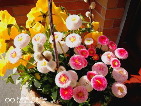 IMG_20170430_165458.jpg