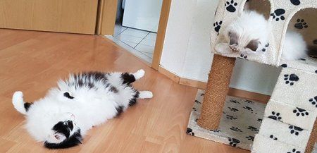 IMG-20170505-WA0004-01.jpeg