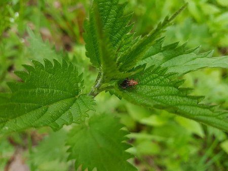 IMG-20170516-WA0007-01.jpeg