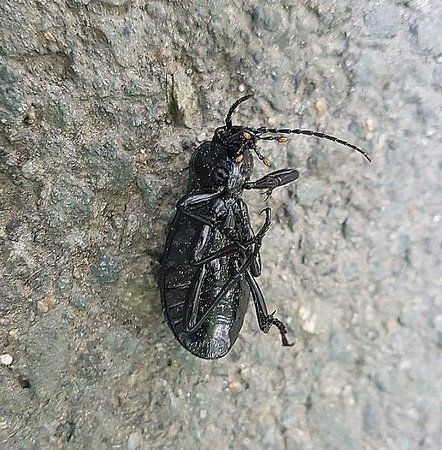 IMG-20170522-WA0002-01.jpeg