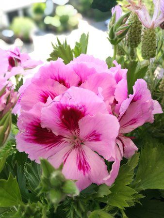 IMG_20170529_141923.jpg
