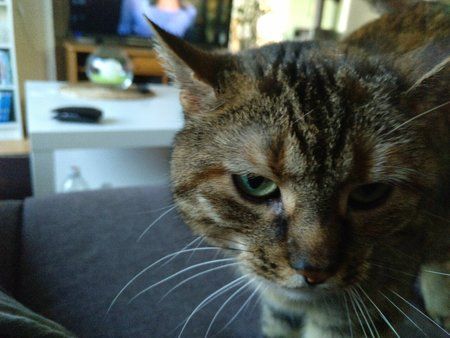 IMG_20170529_192616_694.jpg