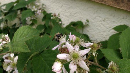 IMG_20170604_161155914.jpg
