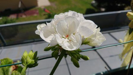 DSC_0071.JPG