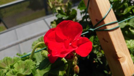 DSC_0070.JPG