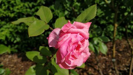 IMG_20170703_164552 (1).jpg