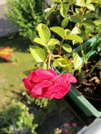 IMG_20170714_171105.jpg