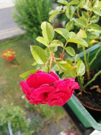 IMG_20170714_171410.jpg