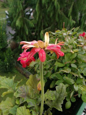IMG_20170714_171416.jpg