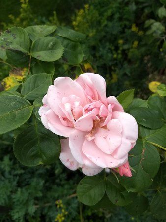 IMG_20170719_195319245.jpg