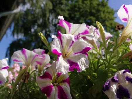 IMG_20170722_104949.jpg