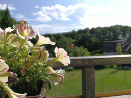 IMG_20170722_104935.jpg
