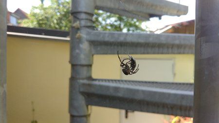 Spinne1.jpg