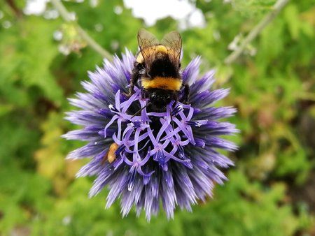 Hummel.jpg