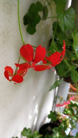 IMG_20170727_115505.jpg