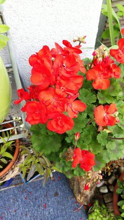 IMG_20170728_135653.jpg