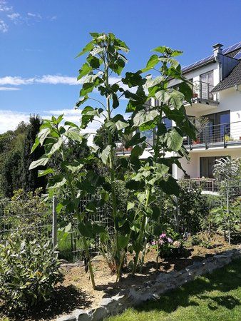 IMG_20170729_145544.jpg