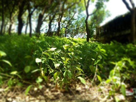 IMG_20170808_050305.jpg