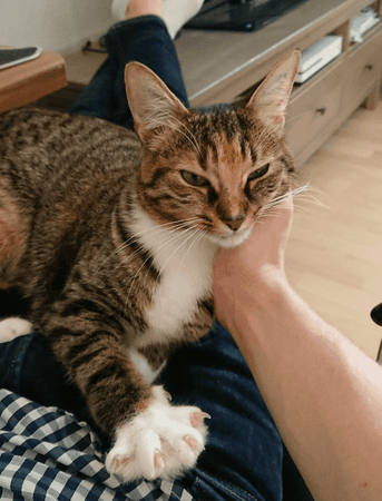 Gato.png Gato.png