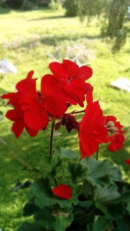 IMG_20170820_091907[1].jpg