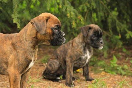 Boxer-Welpen-Boxerwelpen-gestromt-20170428034026.jpg