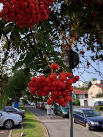 IMG_20170821_171212.jpg
