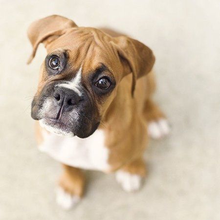 boxer-puppy-1.jpg