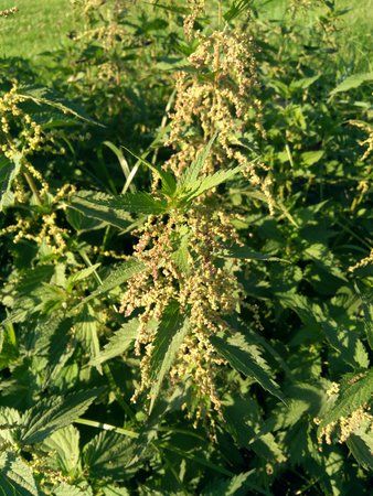 IMG_20170904_175001.jpg
