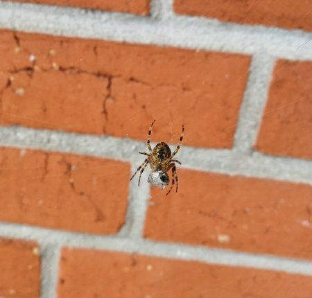 IMG_20170905_122448.jpg