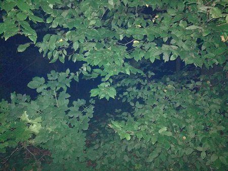 IMG_20170924_205527.jpg