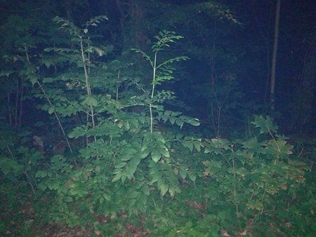 IMG_20170924_210104.jpg